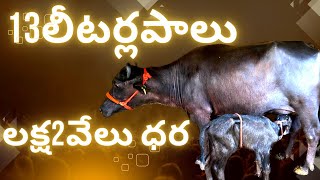 PURE Murrah Buffalo for Sale | హై మిల్క్ ఈల్డింగ్ ముర్రా రోజుకి 13 లీటర్ల పాలు 1లక్ష2వేలుధర #i3media