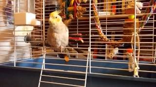 Imperial cockatiel march