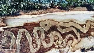 Emerald Ash Borer: History, biology, ecology, and economic impacts