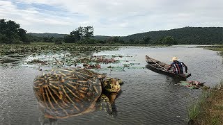 Amazing Smart Man Catch A Lot Of Turtle By Creative Deep Hole Turtle Trap