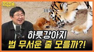 [📺다시보잡] 동물이 나오는 속담들, 이거 진짜로 과학적으로 근거가 있을까?