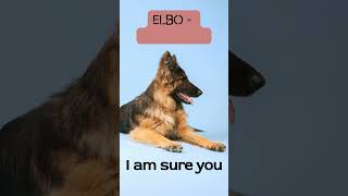 German Shepherd Dogs Health Problem| Elbow Dysplasia| Fact #shorts