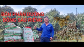 BÓN PHÂN DƯỠNG BÔNG SẦU RIÊNG