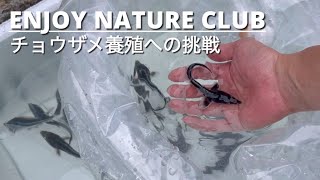 チョウザメ養殖・300匹の稚魚で養殖再開【シリーズ・チョウザメ #06】