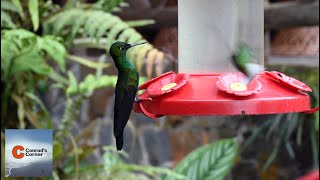 Tropical Hummingbirds of Costa Rica