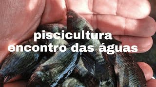 criação intensiva de alevinos de Tilapias guift #alevinos #Tilapias