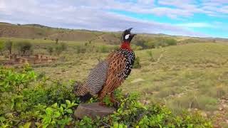 Black Partridge Sound | Black Partridge Voice | Kala Teetar Ki Awaz | Black Partridge Birds