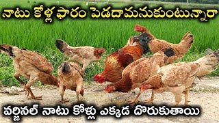 వర్జినల్ నాటుకోలు ఎలా పెంచాలి నాటు కోళ్లు ఎక్కడ దొరుకుతాయి