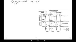 Сердечный цикл