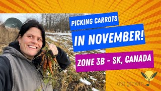 I have never picked carrots in November! First time for everything!