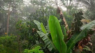 Heavy Rain in the Village: Deep Sleep Sounds for Relaxation,rainforest,walkin in heavy rain 11