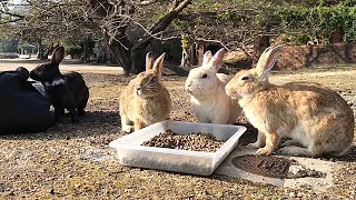 Have a picnic with the rabbits!