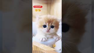 Cute cats 😍😘😻, #catvideo #kitty #cat #kats #shortsfeed #catlovers #cats #cutecats #tiktok #shorts