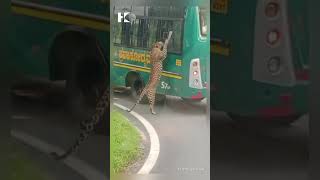 Leopard jumping onto bus window shocked passengers in southern India.