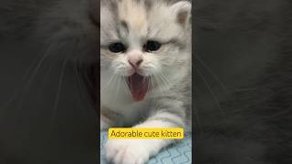 Adorable cute kitten #meow #animals #trending