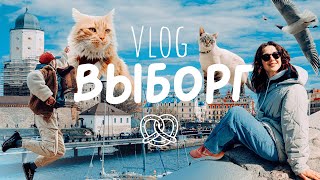 1 ДЕНЬ В ВЫБОРГЕ 🥨 VLOG | сладкие котики и посредственные крендельки