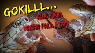 KING COBRA MAKAN PALA AYAM