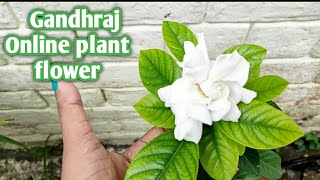 Gandhraj/ Gardenia..💮 Online plant flower of Gandhraj 💮🌿