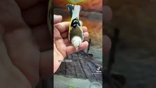 حسون شوتشي الإيطالي chardonneretCarduelis Cardellino _tschusii