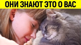 15 ШОКИРУЮЩИХ ВЕЩЕЙ, КОТОРЫЕ ВАША КОШКА ЗНАЕТ О ВАС