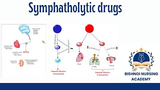 Symphatholitic drugs (antihypertensive drugs) in pharmacology