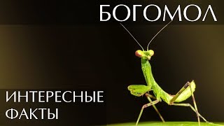 Богомол - интересные факты