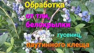 Белокрылка, тля,  паутинный клещ - чем обработать????