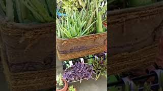 HUGEEE Aloevera Planter #shorts #ytshorts #gardening #nature #crafts #plants #potting #flowers