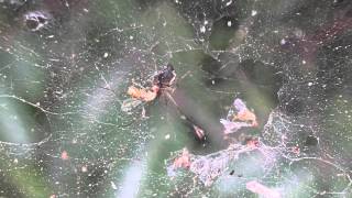 Spider eats insect or a bug | A small spider eat mosquito