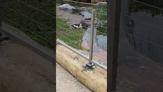 Domestic Muscovy Duck in enclosure