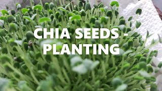 CHIA SEED PLANTING || MICRO GREENS || CHIA SEED PLANTING WITHOUT SOIL #chiaseed