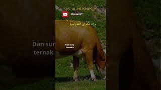 Murrotal Indah Al Mukminun 20-22 "Kebaikan susu" #allahuakbar #allahu_allahu