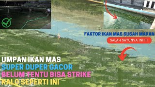 FAKTOR IKAN MAS SUSAH MAKAN || UMPAN IKAN MAS TIDAK JALAN || UMPAN GACOR PUN SUSAH STRIKE