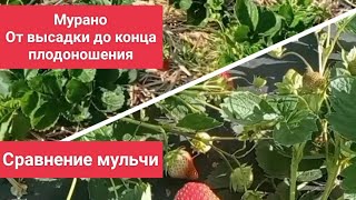 Ремонтантный сорт клубники Мурано. От высадки до последнего сбора. Сравнение мульчи.