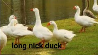 LONG NICK DUCKS || DUCKS SOUNDS WITH BEAUTIFUL PLACE