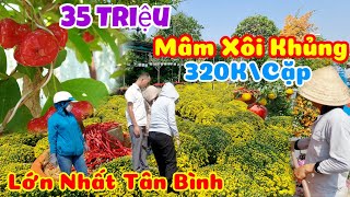 Tết Sài Gòn 2024,Cùng Khách Soi Giá Vườn Nhiều Cây Kiểng Độc Lạ, Mận Đỏ 35 Triệu, Mâm Xôi Lớn 320K