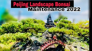 🌳 PEIJING LANDSCAPE BONSAI Juniperus: Manutenção Essencial 2022 🐉