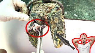 Cut ,Trim and Cleaning - Screw with Nails WAS STUCK IN cow's hoof TL0