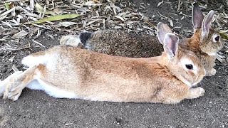 Rabbit: “I like to sleep with everyone!”