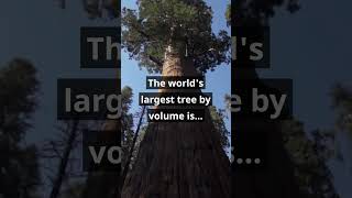 🌳 Love giant trees? Share your favorite tree or forest experience! 🗣️ #GeneralSherman #shorts