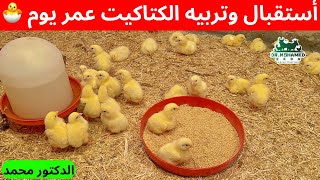 استقبال الكتاكيت عمر يوم في الصيف بطريقة علمية صحيحة ✅