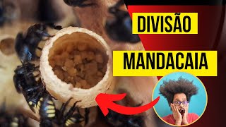 IMPERDIVEL!!Mandacaia divisão em condomínio