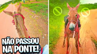 06 HORAS VIAJANDO DE BURRO|ADB PEIXOTO FOI EMBORA