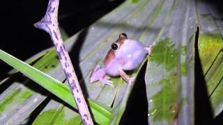 Pinewoods Treefrog Calling Near Little Manatee River State Park