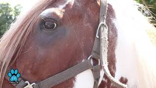 MANGALARGA MACHADOR - HARAS BARUCA