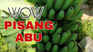 Pisang Abu Rasanya Begitu Manis