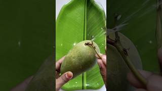 Green mango cutting ideas #mangofruit #mangocutting #shorts #youtubshort