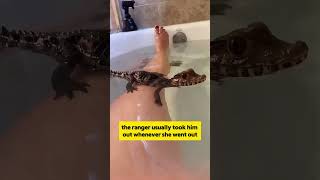 #shortvideo #animals #pet #wildlife #crocodile