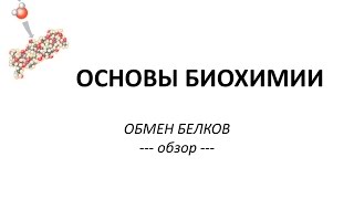 ОБМЕН БЕЛКОВ - часть 1 - Просто о сложном - Химия