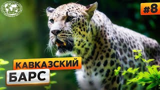 Животный мир Кавказа. Леопард | @Русское географическое общество